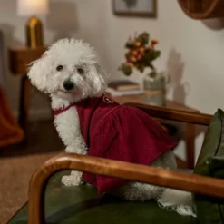 Frisco Sleepy Face Dog & Cat Dress -PetPalace Picks 353657 PT6. AC SS1800 V1660750164