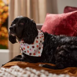 Frisco Apple Dog & Cat Bandana 14 Frisco Apple Dog & Cat Bandana -PetPalace Picks 353786 PT6. AC SS1800 V1660749688