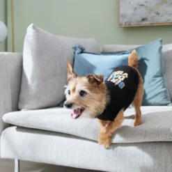 Frisco Birthday Vibe Dog & Cat T-Shirt -PetPalace Picks 368790 PT7. AC SS1800 V1664994272