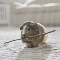 Frisco Apple Stick Bundle Small Pet Chew Toy -PetPalace Picks 536862 PT3. AC SS1800 V1668902495