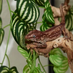 Frisco Artificial Watermelon Terrarium Vine -PetPalace Picks 537502 PT5. AC SS1800 V1668902496