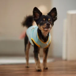 Frisco Just Another Day In Paradise Dog & Cat T-Shirt -PetPalace Picks 556406 PT5. AC SS1800 V1675099506