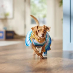 Frisco Beach Vibes Dog & Cat Dress -PetPalace Picks 556934 PT5. AC SS1800 V1675280724