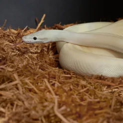 Frisco Cypress Reptile Bedding -PetPalace Picks 569102 PT4. AC SS1800 V1668613915