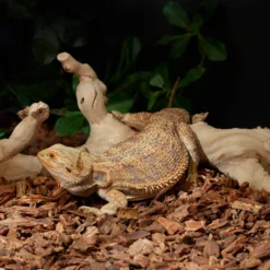 Frisco Reptile Natural Grapevine Branch -PetPalace Picks 570886 PT3. AC SS1800 V1668902549