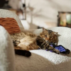 Frisco Halloween Cutie Bat Plush Cat Toy With Catnip 6 Frisco Halloween Cutie Bat Plush Cat Toy With Catnip -PetPalace Picks 668038 PT3. AC SS1800 V1689271242