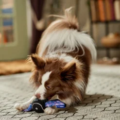 Frisco Halloween Bat Fetch Squeaky Tennis Ball Dog Toy 8 Frisco Halloween Bat Fetch Squeaky Tennis Ball Dog Toy -PetPalace Picks 668278 PT3. AC SS1800 V1689350166