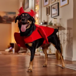 Frisco My Little Devil Dog & Cat Costume Accessory -PetPalace Picks 706622 PT7. AC SS1800 V1689342200