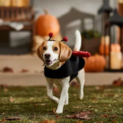 Frisco Glittered Ladybug Dog & Cat Costume -PetPalace Picks 708254 PT7. AC SS1800 V1689354959