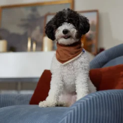 Frisco Reversible Cozy Knit Faux Fur Dog & Cat Pullover Bandana 13 Frisco Reversible Cozy Knit Faux Fur Dog & Cat Pullover Bandana -PetPalace Picks 733918 PT6. AC SS1800 V1692378160