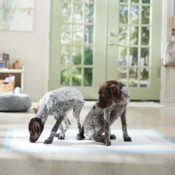 Frisco Mega Non-Skid Ultra Premium Dog Training & Potty Pads 13 Frisco Mega Non-Skid Ultra Premium Dog Training & Potty Pads -PetPalace Picks 793822 PT6. AC SS1800 V1683033862