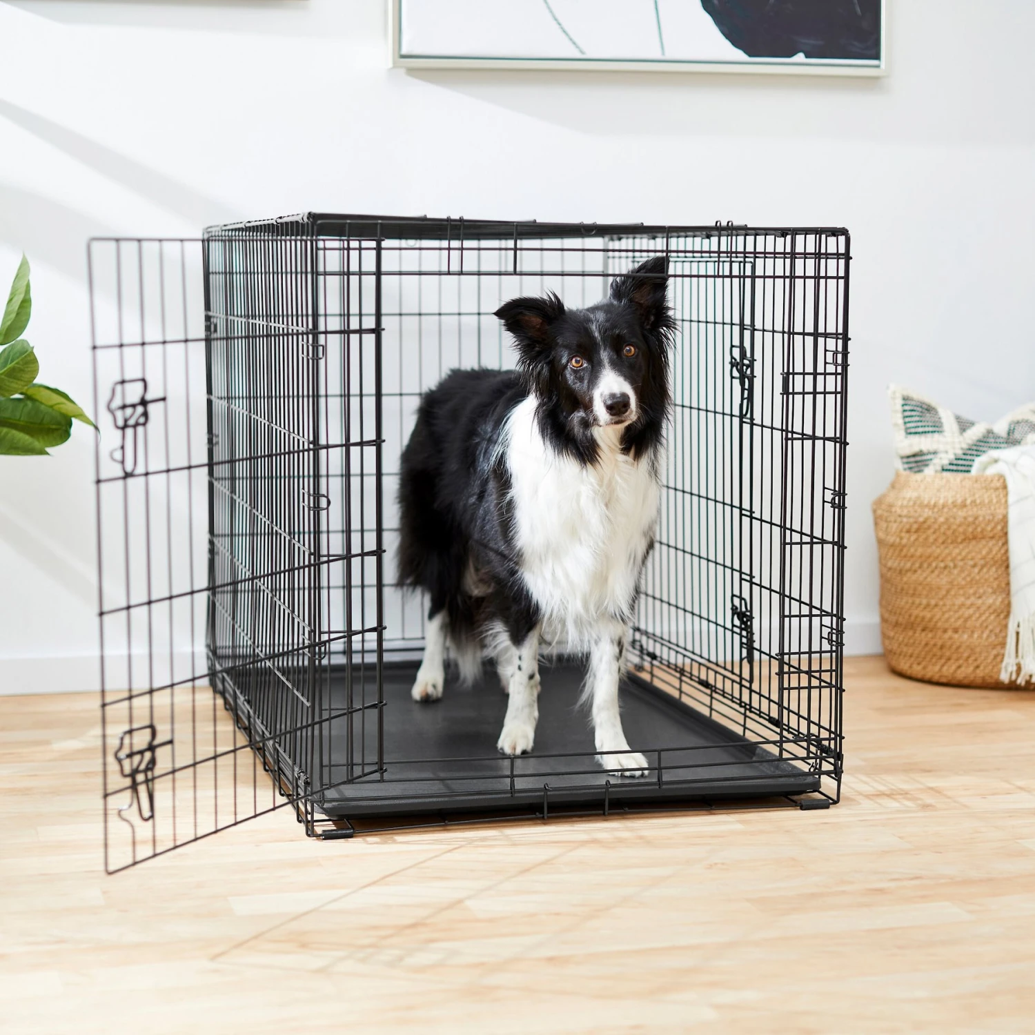 Frisco Fold & Carry Double Door Collapsible Wire Dog Crate 1 Frisco Fold & Carry Double Door Collapsible Wire Dog Crate