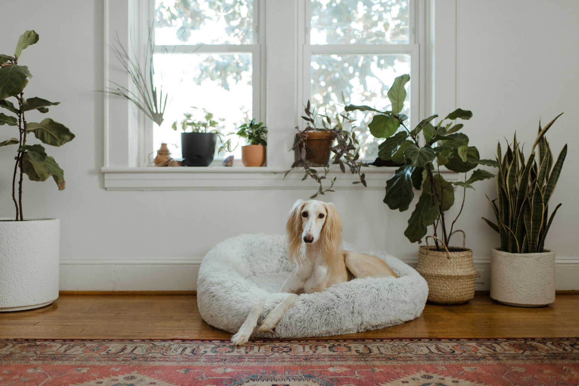 PetPalace Picks -PetPalace Picks chewy KIqJfzbII9w unsplash 1